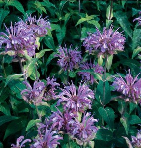 Bee Balm - Johnny's Selected Seeds