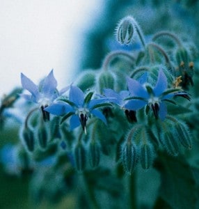 Borage - Johnny's Selected Seeds