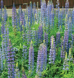 Lupine - Johnny's Selected Seeds