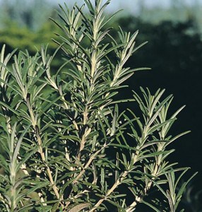 Rosemary - Johnny's Selected Seeds
