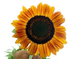 Sunflower - Baker Creek Heirloom Seeds