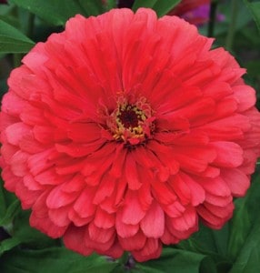 Zinnia - Johnny's Selected Seeds