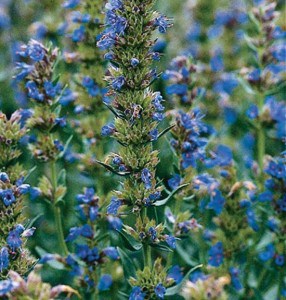 Hyssop - Johnny's Selected Seeds