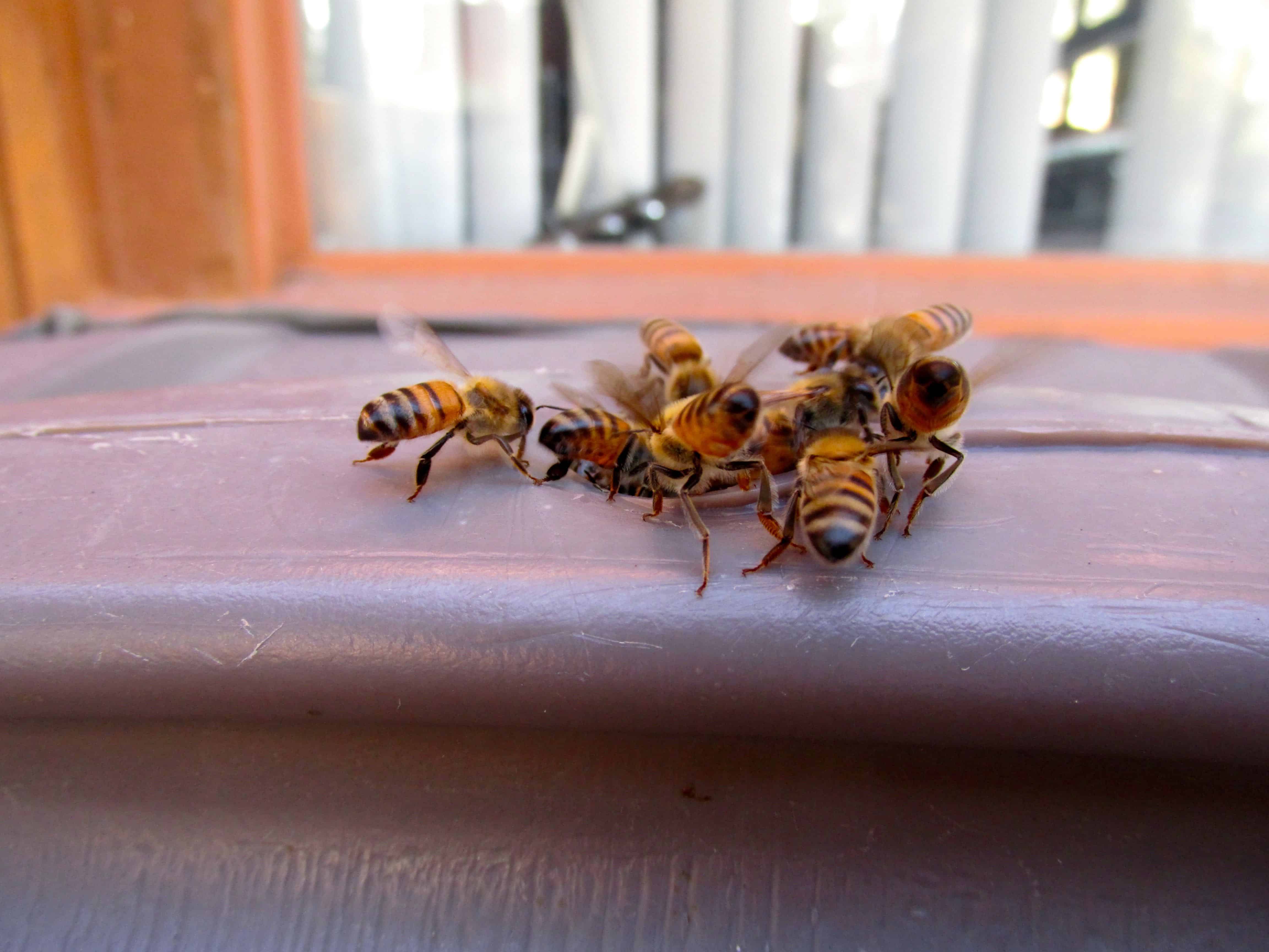 WILD BEES OF TEXAS - Honey & Killer Bees