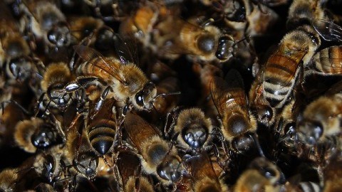 Bees are dying, and you should care