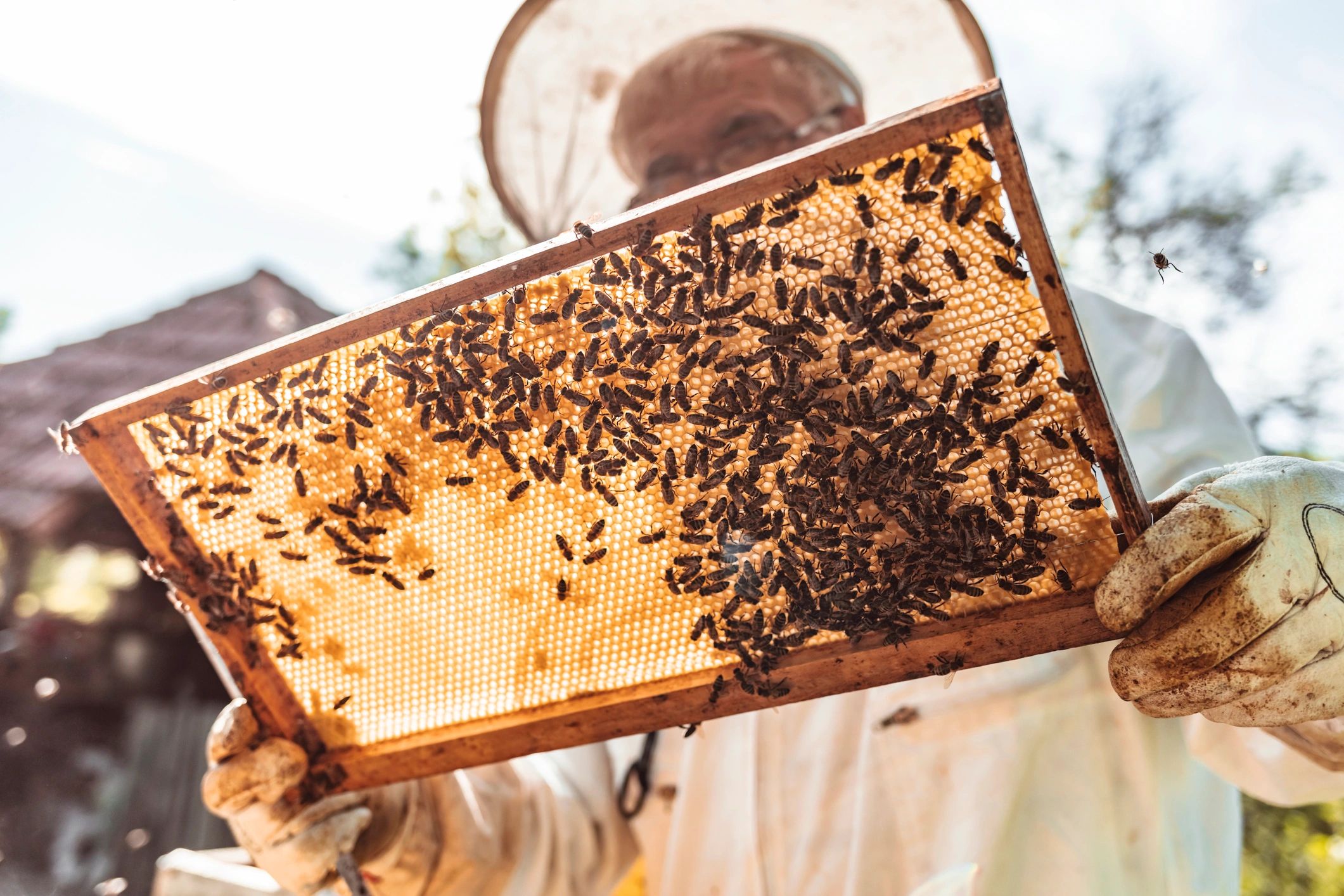 Beekeeper in protective gear inspecting a honeycomb frame