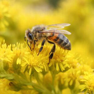 A bee collecting nectar from bright yellow flowers.