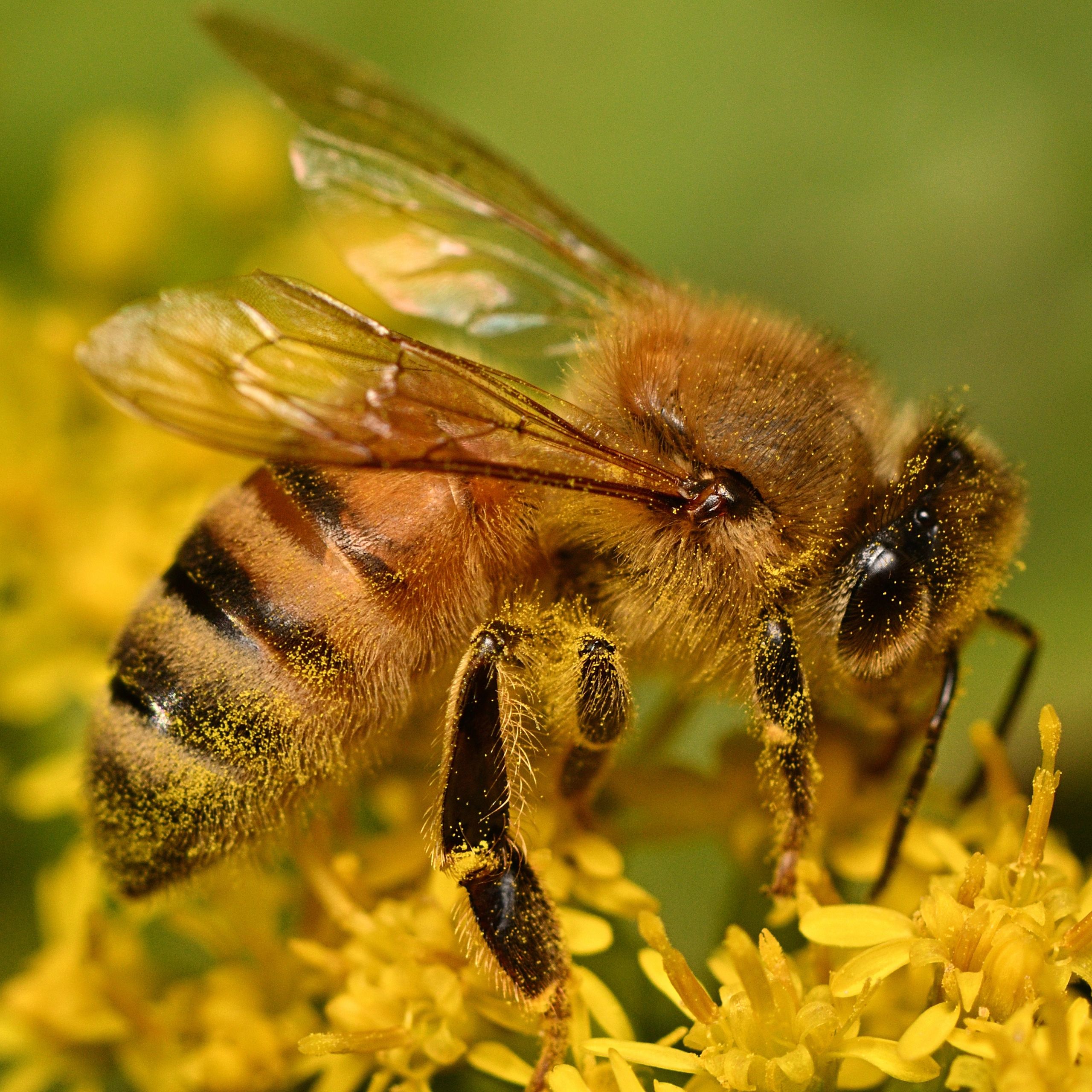 Honey bee collecting pollen on a flower