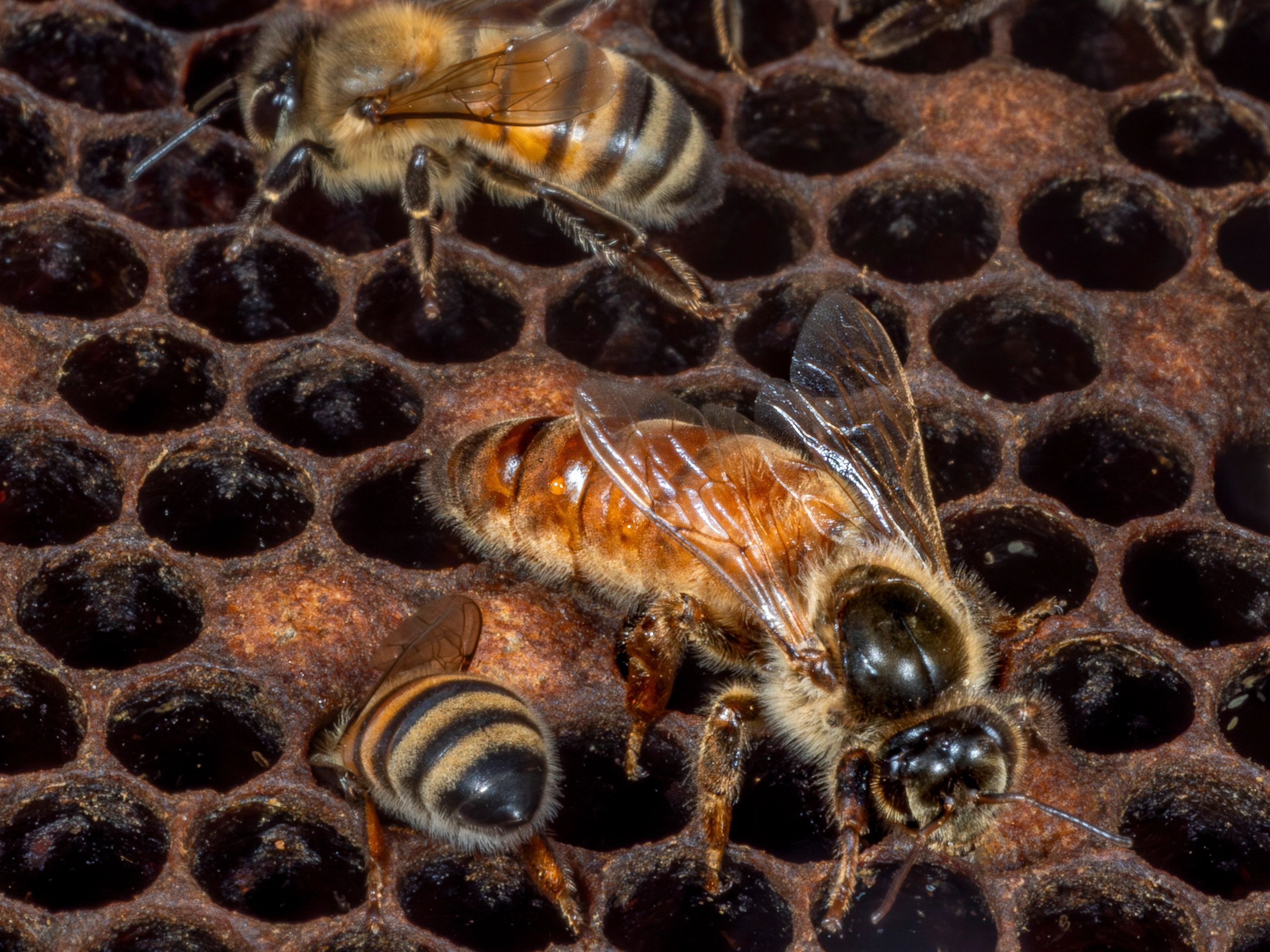 Queen bee on honeycomb inside a hive