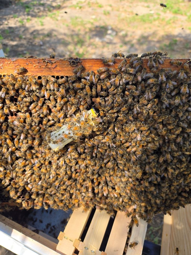 Hive maintenance service Encinitas Bee Company beekeeper maintaining honey bee hive Encinitas California