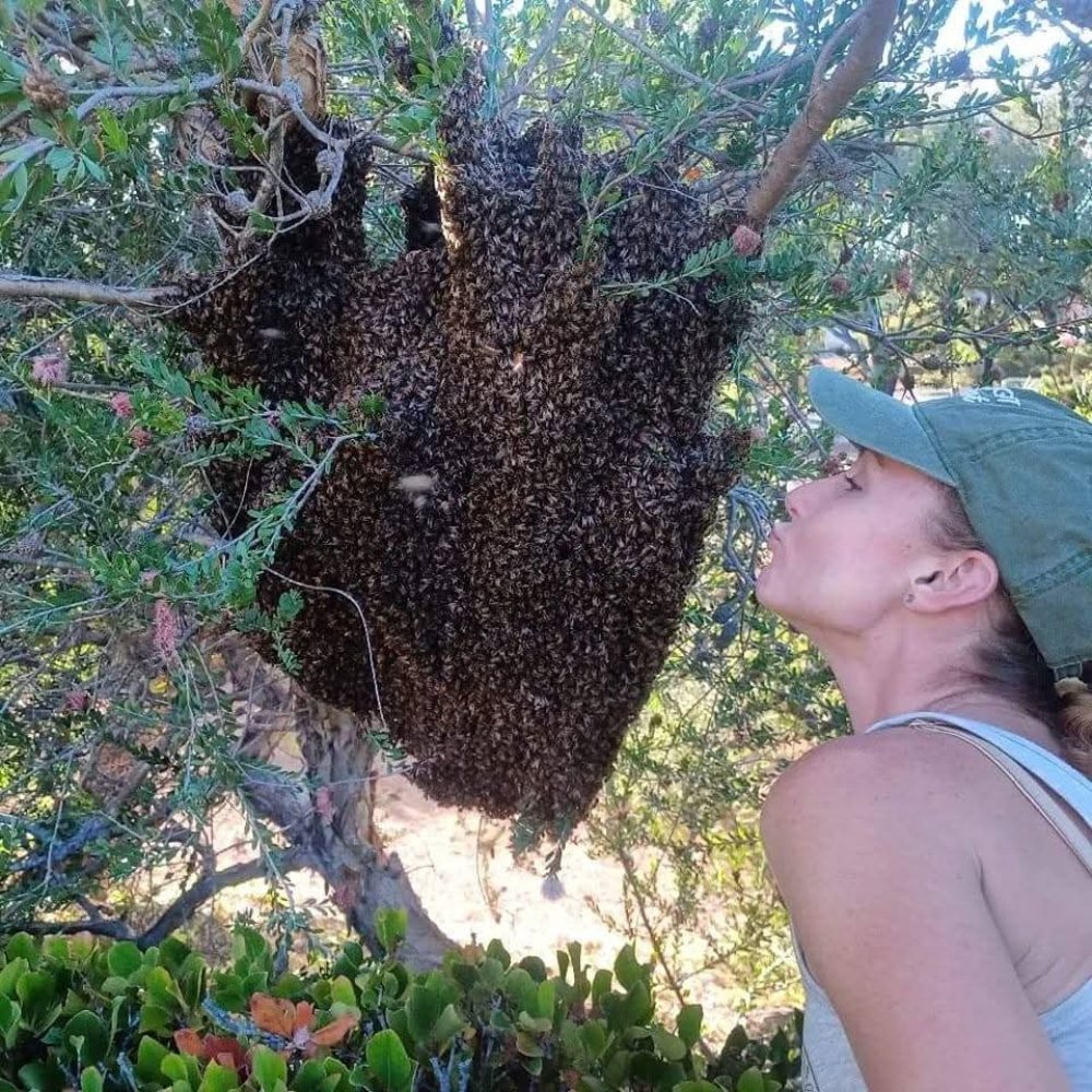 Live Bee Removal Honey sales Encinitas Bee Company 