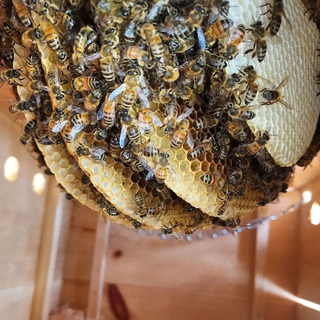 Bees clustered on a honeycomb inside a wooden hive.