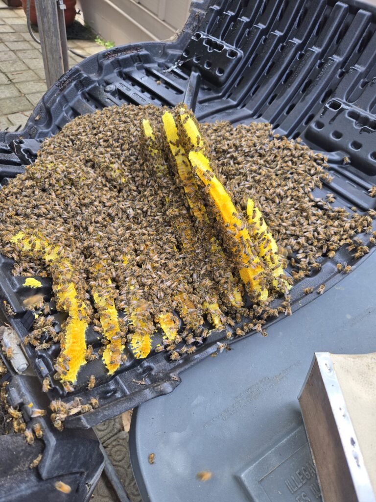 A cluster of bees swarming on yellow hive frames.