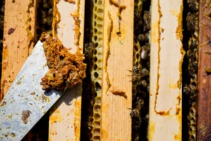 Close-up of honeycomb with honey and a knife spreading honey.